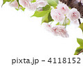 八重桜（一葉）