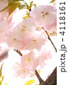 八重桜（一葉）