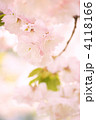 八重桜（一葉）