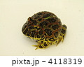 ベルツノガエル