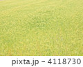 麦畑 4118730
