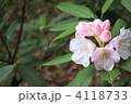 シャクナゲの花 4118733
