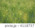 麦畑 4118737