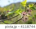 コウゾの花 4118744