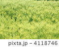 麦畑 4118746