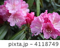 シャクナゲの花 4118749