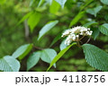 ガマズミの花 4118756