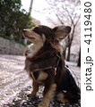 桜並木と犬