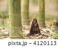 タケノコ