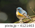 止まり木のルリビタキ