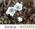 小さくて可憐な節分草