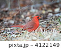 ショウジョウコウカンチョウ
