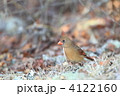ショウジョウコウカンチョウ