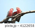 モモイロインコのつがい