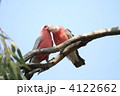 モモイロインコのつがい