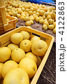 土佐文旦の収穫