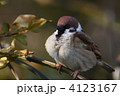 ふくら雀