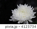白菊
