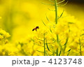 菜の花畑　蜜蜂