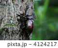 カブトムシ