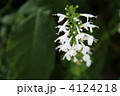 白い花