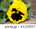 素材ナンバー 4124957 : 「パンジー黄色」