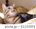 アメショ～。