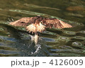 4126009