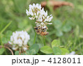 蜜蜂とシロツメグサ