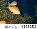 ケラマのハナダイ