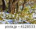雪の中の熊笹　