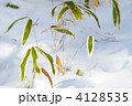 雪の中の熊笹　