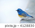 白背景のルリビタキ