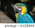 コンゴウインコ