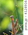 カマキリ