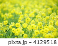 早春の菜の花畑 4129518