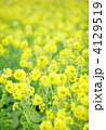 早春の菜の花畑 4129519