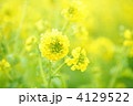 早春の菜の花畑
