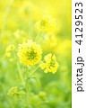早春の菜の花畑