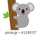 コアラ