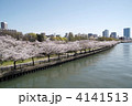 大川の桜