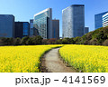 浜離宮恩賜庭園の菜の花畑