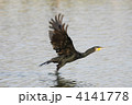 離水するカワウ