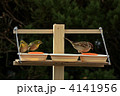 餌場のメジロとスズメ
