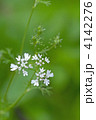 コリアンダーの花