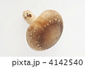 椎茸