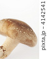 椎茸