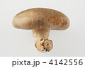 椎茸