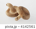 椎茸