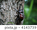 カブトムシ